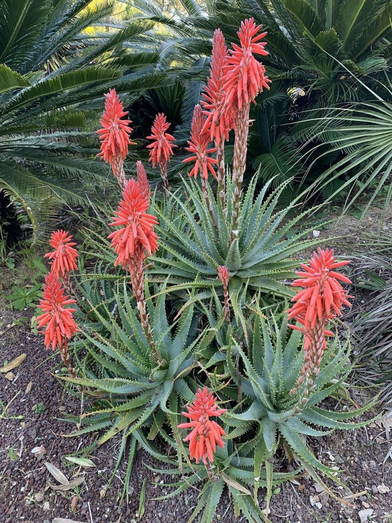 Aloes – sukulent o mięsistych liściach