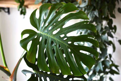 Monstera
