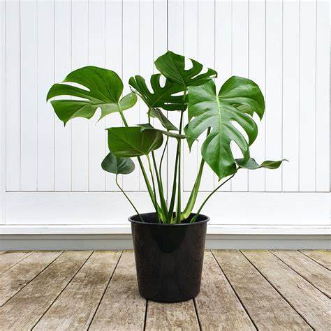 Monstera