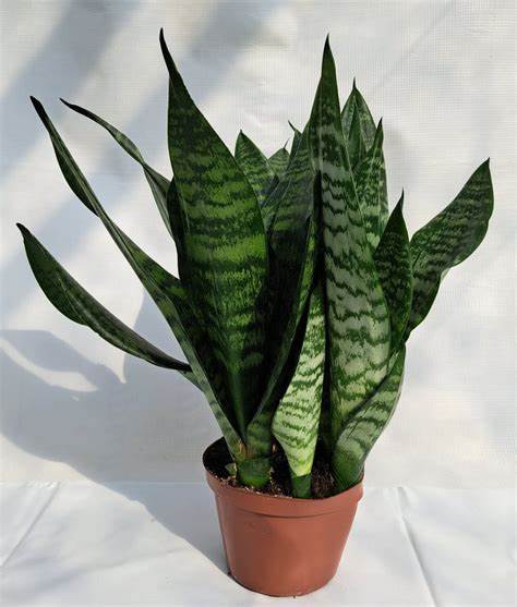 Sansewieria